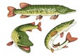 Pike Image. Northern pike. Royalty Free Stock Photo